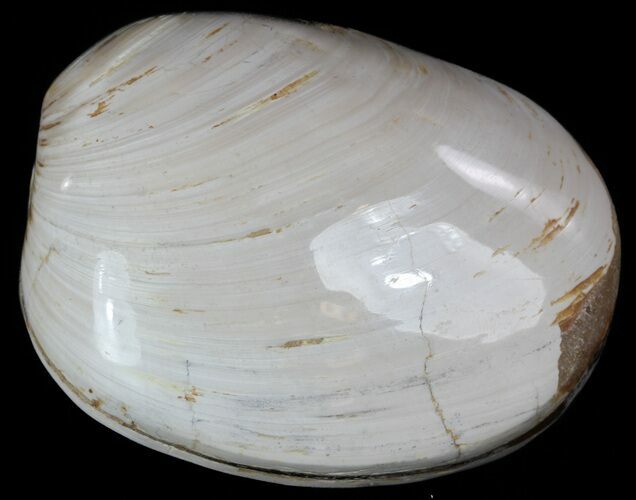 Wide Polished Fossil Clam - Jurassic #55236